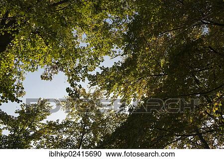 Tree in autumn, blue sky, worm's eye view View Large Photo Image Stock Image - Tree in autumn, blue sky, worm's eye view. Fotosearch