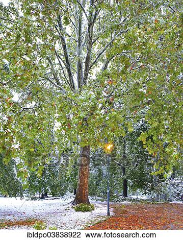 "Tree in early snow, Hofgarten, Innsbruck, Tyrol, Austria, Europe" View Large Photo Image Stock Image - "Tree in early snow, Hofgarten, Innsbruck, Tyrol, Austria, Europe". Fotosearch