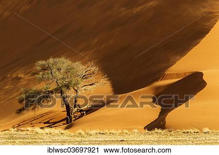 Stock Image - "Tree in front of a sand dune in the evening light, Sossusvlei, Namib Desert, Namib Naukluft Park, Namibia, Africa". Fotosearch