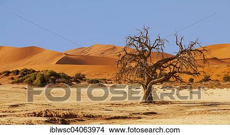 "Tree in front of a sand dune, Sossusvlei, Namib Desert, Namib-Naukluft National Park, Namibia, Africa" View Large Photo Image Picture - "Tree in front of a sand dune, Sossusvlei, Namib Desert, Namib-Naukluft National Park, Namibia, Africa". Fotosearch