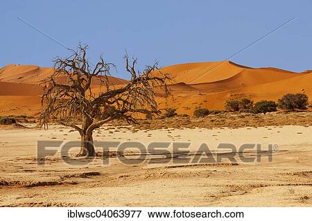 "Tree in front of a sand dune, Sossusvlei, Namib Desert, Namib-Naukluft National Park, Namibia, Africa" View Large Photo Image Stock Photo - "Tree in front of a sand dune, Sossusvlei, Namib Desert, Namib-Naukluft National Park, Namibia, Africa". Fotosearch