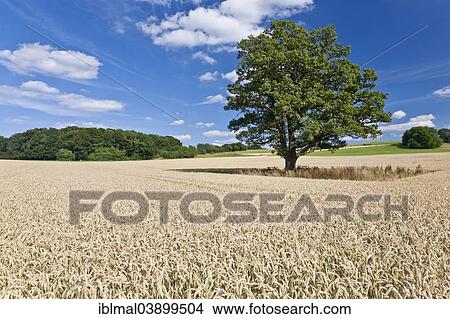 "Tree in grainfield, Swabian Alb, Baden-Wurttemberg, Germany, Europe" View Large Photo Image Picture - "Tree in grainfield, Swabian Alb, Baden-Wurttemberg, Germany, Europe". Fotosearch