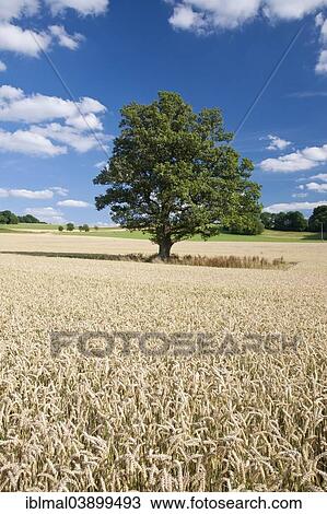 Stock Image - "Tree in grainfield, Swabian Alb, Baden-Wurttemberg, Germany, Europe". Fotosearch