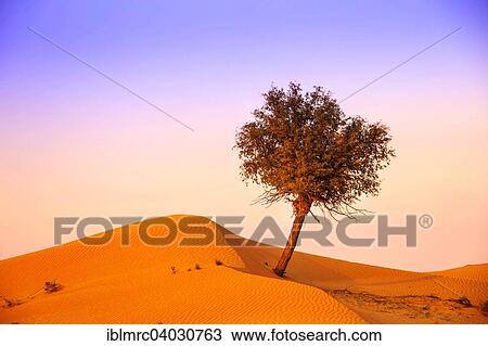 "Tree in the desert, Ras al Khaima, Rub al Khali, United Arab Emirates, Asia" View Large Photo Image Stock Image - "Tree in the desert, Ras al Khaima, Rub al Khali, United Arab Emirates, Asia". Fotosearch
