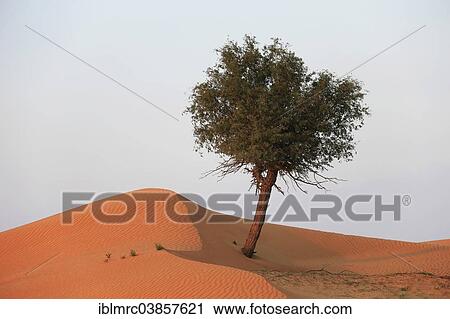 "Tree in the Rub' al Khali desert, United Arab Emirates, Asia" View Large Photo Image Stock Image - "Tree in the Rub' al Khali desert, United Arab Emirates, Asia". Fotosearch
