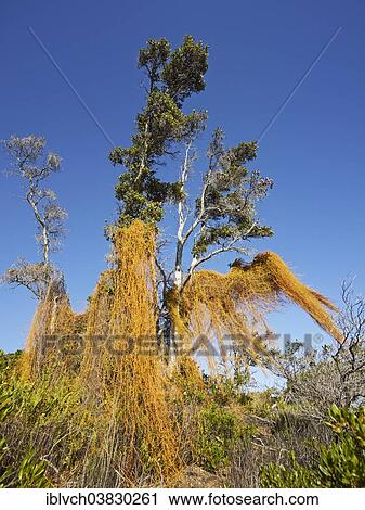 "Tree in the Volcano National Park, Big Island, Hawaii, United States, North America" View Large Photo Image Stock Image - "Tree in the Volcano National Park, Big Island, Hawaii, United States, North America". Fotosearch