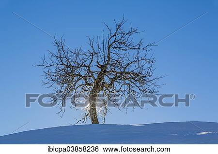 "Tree in winter, backlit, Lesachtal, Carinthia, Austria, Europe" View Large Photo Image Stock Photograph - "Tree in winter, backlit, Lesachtal, Carinthia, Austria, Europe". Fotosearch