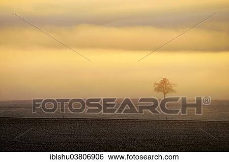 "Tree in winter landscape in the fog, Beinwil, Freiamt, Canton of Aargau, Switzerland, Europe" View Large Photo Image Stock Photograph - "Tree in winter landscape in the fog, Beinwil, Freiamt, Canton of Aargau, Switzerland, Europe". Fotosearch