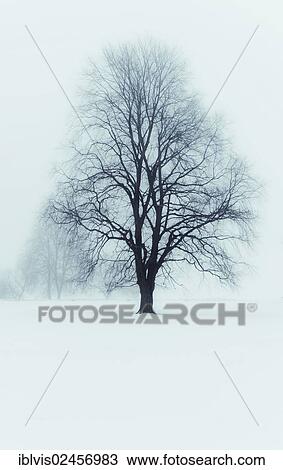Tree in winter landscape View Large Photo Image Stock Image - Tree in winter landscape. Fotosearch
