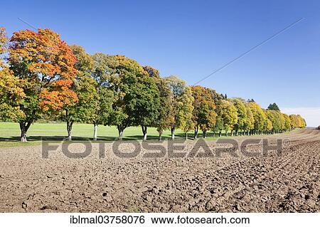 "Tree-lined avenue in autumn, Schwabische Alb, Baden-Wurttemberg, Germany, Europe" View Large Photo Image Stock Photograph - "Tree-lined avenue in autumn, Schwabische Alb, Baden-Wurttemberg, Germany, Europe". Fotosearch