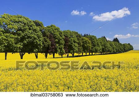 "Tree-lined avenue in spring, Schwabische Alb, Baden-Wurttemberg, Germany, Europe" View Large Photo Image Stock Image - "Tree-lined avenue in spring, Schwabische Alb, Baden-Wurttemberg, Germany, Europe". Fotosearch