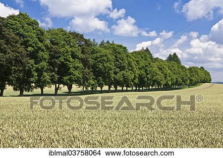 Picture - "Tree-lined avenue in summer, Schwabische Alb, Baden-Wurttemberg, Germany, Europe". Fotosearch