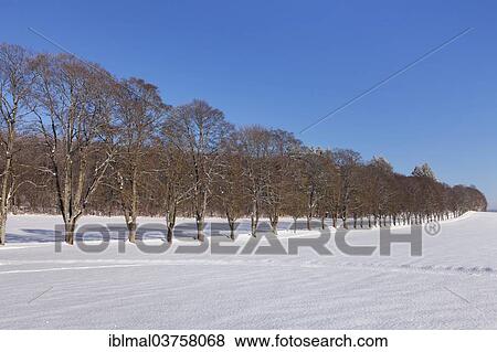 "Tree-lined avenue in winter, Schwabische Alb, Baden-Wurttemberg, Germany, Europe" View Large Photo Image Stock Photo - "Tree-lined avenue in winter, Schwabische Alb, Baden-Wurttemberg, Germany, Europe". Fotosearch