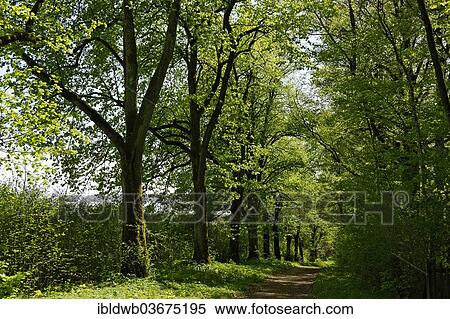 "Tree-lined avenue on Staltacher Gut estate, Iffeldorf, Upper Bavaria, Bavaria, Germany, Europe" View Large Photo Image Stock Photography - "Tree-lined avenue on Staltacher Gut estate, Iffeldorf, Upper Bavaria, Bavaria, Germany, Europe". Fotosearch