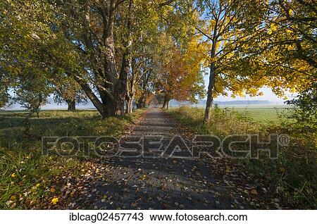 "Tree-lined path in an autumn mood, Moenchbruch Nature Reserve, near Frankfurt, Hesse, Germany, Europe" View Large Photo Image Stock Image - "Tree-lined path in an autumn mood, Moenchbruch Nature Reserve, near Frankfurt, Hesse, Germany, Europe". Fotosearch
