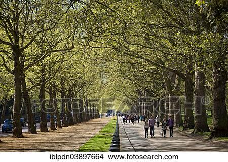 Picture - "Tree lined paths, Constitution Hill, London, England, United Kingdom, Europe". Fotosearch