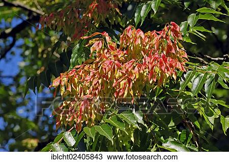 "Tree of Heaven (Ailanthus altissima), North Rhine-Westphalia, Germany, Europe" View Large Photo Image Stock Image - "Tree of Heaven (Ailanthus altissima), North Rhine-Westphalia, Germany, Europe". Fotosearch