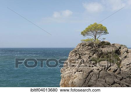 "Tree on rock in the region of Torrent De Pareis, Majorca, Balearic Islands, Spain, Europe" View Large Photo Image Stock Image - "Tree on rock in the region of Torrent De Pareis, Majorca, Balearic Islands, Spain, Europe". Fotosearch