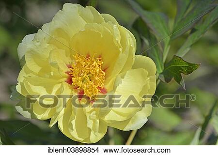 "Tree Peony (Paeonia suffruticosa """"Gigh Noon""""), Lower Saxony, Germany, Europe" View Large Photo Image Picture - "Tree Peony (Paeonia suffruticosa """"Gigh Noon""""), Lower Saxony, Germany, Europe". Fotosearch