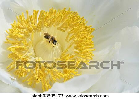 "Tree Peony (Paeonia suffruticosa """"Godaishu""""), Lower Saxony, Germany, Europe" View Large Photo Image Stock Image - "Tree Peony (Paeonia suffruticosa """"Godaishu""""), Lower Saxony, Germany, Europe". Fotosearch