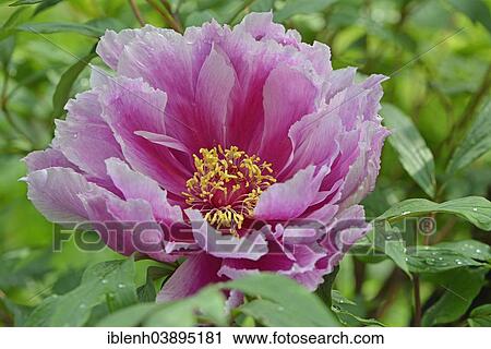 "Tree Peony (Paeonia suffruticosa 'Kamata-Nishiki""""), Lower Saxony, Germany, Europe" View Large Photo Image Stock Image - "Tree Peony (Paeonia suffruticosa 'Kamata-Nishiki""""), Lower Saxony, Germany, Europe". Fotosearch