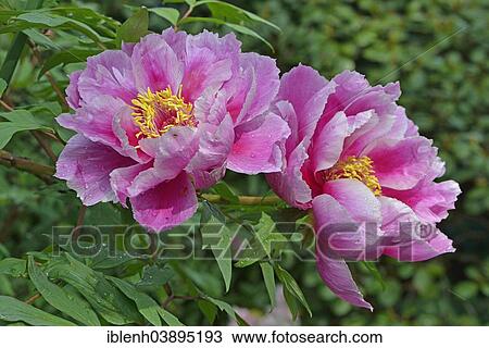 Stock Image - "Tree Peony (Paeonia suffruticosa 'Kamata-Nishiki""""), Lower Saxony, Germany, Europe". Fotosearch