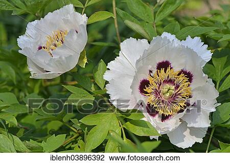 "Tree Peony (Paeonia suffruticosa """"Joseph Rock""""), Lower Saxony, Germany, Europe" View Large Photo Image Stock Image - "Tree Peony (Paeonia suffruticosa """"Joseph Rock""""), Lower Saxony, Germany, Europe". Fotosearch