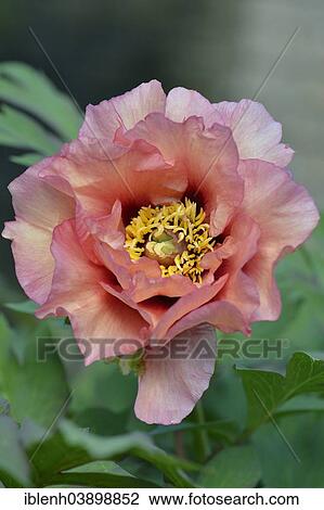 Stock Image - "Tree Peony (Paeonia suffruticosa """"Exotic Era""""), Lower Saxony, Germany, Europe". Fotosearch