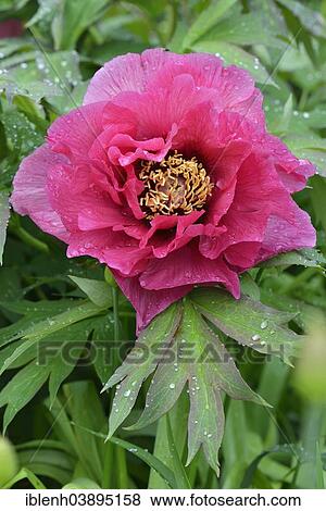 "Tree Peony (Paeonia suffruticosa """"Leda""""), Lower Saxony, Germany, Europe" View Large Photo Image Stock Photo - "Tree Peony (Paeonia suffruticosa """"Leda""""), Lower Saxony, Germany, Europe". Fotosearch