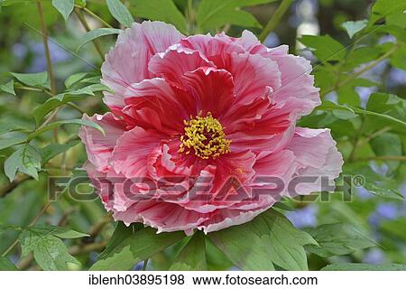 "Tree Peony (Paeonia suffruticosa """"Shima-Nishiki""""), Lower Saxony, Germany, Europe" View Large Photo Image Stock Photo - "Tree Peony (Paeonia suffruticosa """"Shima-Nishiki""""), Lower Saxony, Germany, Europe". Fotosearch