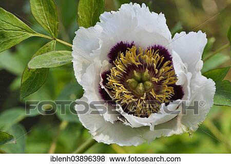 "Tree Peony (Paeonia suffruticosa """"Joseph Rock""""), Lower Saxony, Germany, Europe" View Large Photo Image Stock Photo - "Tree Peony (Paeonia suffruticosa """"Joseph Rock""""), Lower Saxony, Germany, Europe". Fotosearch
