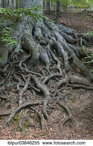 "Tree roots of a Beech (Fagus sp. ), on Agnesberg Mountain, Saxony-Anhalt, Germany, Europe" View Large Photo Image Stock Photography - "Tree roots of a Beech (Fagus sp. ), on Agnesberg Mountain, Saxony-Anhalt, Germany, Europe". Fotosearch