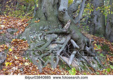"Tree roots of a Beech (Fagus sp. ), Harz Mountains, Saxony-Anhalt, Germany, Europe" View Large Photo Image Stock Photography - "Tree roots of a Beech (Fagus sp. ), Harz Mountains, Saxony-Anhalt, Germany, Europe". Fotosearch