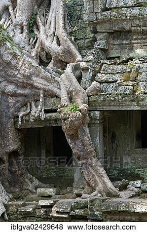 "Tree roots of a tropical strangler fig tree overgrowing the walls of the Preah Khan Temple, Angkor, Siem Reap, Cambodia, Southeast Asia, Asia" View Large Photo Image Stock Photo - "Tree roots of a tropical strangler fig tree overgrowing the walls of the Preah Khan Temple, Angkor, Siem Reap, Cambodia, Southeast Asia, Asia". Fotosearch