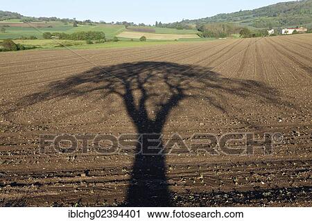 Stock Image - "Tree shadow, plowed field, Puy-de-Dome, Auvergne, France, Europe". Fotosearch