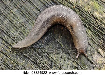 "Tree Slug (Lehmannia marginata), North Rhine-Westphalia, Germany, Europe" View Large Photo Image Stock Image - "Tree Slug (Lehmannia marginata), North Rhine-Westphalia, Germany, Europe". Fotosearch