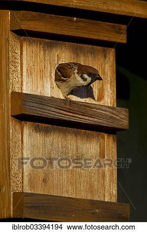 "Tree Sparrow (Passer montanus) in a nest box, Potsdam, Brandenburg, Germany, Europe" View Large Photo Image Picture - "Tree Sparrow (Passer montanus) in a nest box, Potsdam, Brandenburg, Germany, Europe". Fotosearch