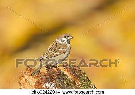Tree Sparrow (Passer montanus), Limburg an der Lahn, Hesse, Germany, Europe View Large Photo Image Picture - Tree Sparrow (Passer montanus), Limburg an der Lahn, Hesse, Germany, Europe. Fotosearch