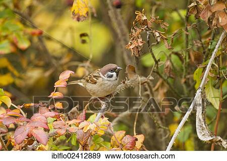 Tree Sparrow (Passer montanus), Limburg an der Lahn, Hesse, Germany, Europe View Large Photo Image Stock Photo - Tree Sparrow (Passer montanus), Limburg an der Lahn, Hesse, Germany, Europe. Fotosearch