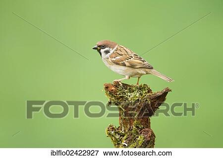 Stock Photo - Tree Sparrow (Passer montanus), Limburg an der Lahn, Hesse, Germany, Europe. Fotosearch