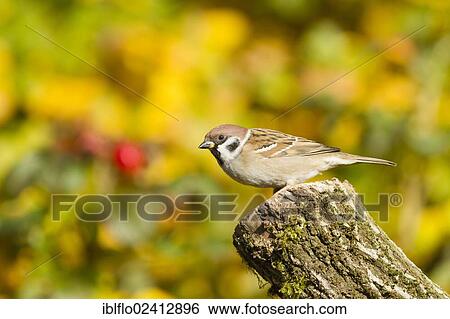 Tree Sparrow (Passer montanus), Limburg an der Lahn, Hesse, Germany, Europe View Large Photo Image Stock Photograph - Tree Sparrow (Passer montanus), Limburg an der Lahn, Hesse, Germany, Europe. Fotosearch