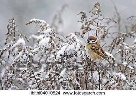 "Tree Sparrow (Passer montanus), male, frost, Middle Elbe Biosphere Reserve, Saxony-Anhalt, Germany, Europe" View Large Photo Image Picture - "Tree Sparrow (Passer montanus), male, frost, Middle Elbe Biosphere Reserve, Saxony-Anhalt, Germany, Europe". Fotosearch