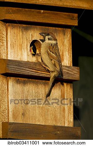 "Tree Sparrow (Passer montanus) on a nest box, Potsdam, Brandenburg, Germany, Europe" View Large Photo Image Stock Image - "Tree Sparrow (Passer montanus) on a nest box, Potsdam, Brandenburg, Germany, Europe". Fotosearch