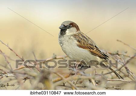 "Tree Sparrow (Passer montanus) perched on a hedge, Bansin, Usedom, Mecklenburg-Western Pomerania, Germany, Europe" View Large Photo Image Stock Photo - "Tree Sparrow (Passer montanus) perched on a hedge, Bansin, Usedom, Mecklenburg-Western Pomerania, Germany, Europe". Fotosearch