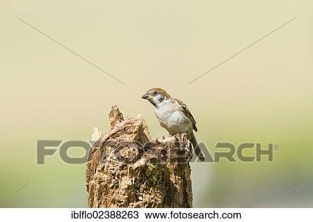 "Tree Sparrow (Passer montanus), Limburg an der Lahn, Hesse, Germany, Europe" View Large Photo Image Stock Image - "Tree Sparrow (Passer montanus), Limburg an der Lahn, Hesse, Germany, Europe". Fotosearch