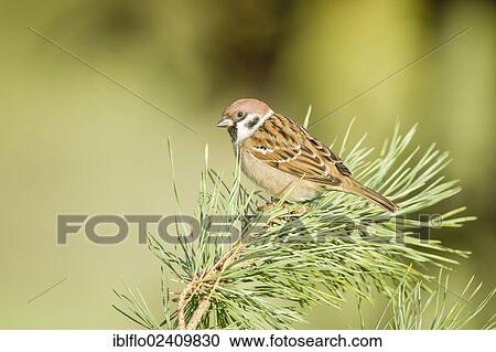 "Tree Sparrow (Passer montanus), Limburg an der Lahn, Hesse, Germany, Europe" View Large Photo Image Stock Image - "Tree Sparrow (Passer montanus), Limburg an der Lahn, Hesse, Germany, Europe". Fotosearch
