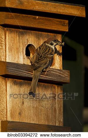 "Tree Sparrow (Passer montanus) with an insect in its beak on a nest box, Potsdam, Brandenburg, Germany, Europe" View Large Photo Image Stock Image - "Tree Sparrow (Passer montanus) with an insect in its beak on a nest box, Potsdam, Brandenburg, Germany, Europe". Fotosearch