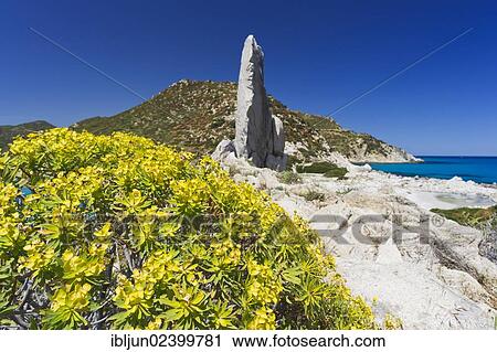 Stock Image - "Tree Spurge (Euphorbia dendroides), on the beach of Punta Molentis, Villasimius, Sarrabus, Cagliari province, Sardinia, Italy, Europe". Fotosearch