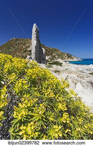 "Tree Spurge (Euphorbia dendroides), on the beach of Punta Molentis, Villasimius, Sarrabus, Cagliari province, Sardinia, Italy, Europe" View Large Photo Image Stock Image - "Tree Spurge (Euphorbia dendroides), on the beach of Punta Molentis, Villasimius, Sarrabus, Cagliari province, Sardinia, Italy, Europe". Fotosearch