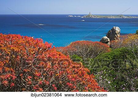 "Tree Spurge (Euphorbia dendroides), growing in the Macchia above the beach of Cala Porto Giunco, Capo Cabonara lighthouse on the Island Isola Cavoli at back, Villasimius, Sarrabus, Province of Cagliari, Sardinia, Italy, Europe" View Large Photo Image Picture - "Tree Spurge (Euphorbia dendroides), growing in the Macchia above the beach of Cala Porto Giunco, Capo Cabonara lighthouse on the Island Isola Cavoli at back, Villasimius, Sarrabus, Province of Cagliari, Sardinia, Italy, Europe". Fotosearch